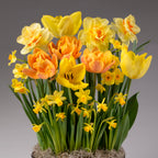 A cheerful Four Months of Color Story Gardens display featuring vibrant yellow and orange tulips and daffodils with lush green leaves, set against a plain gray background for a bright springtime arrangement.