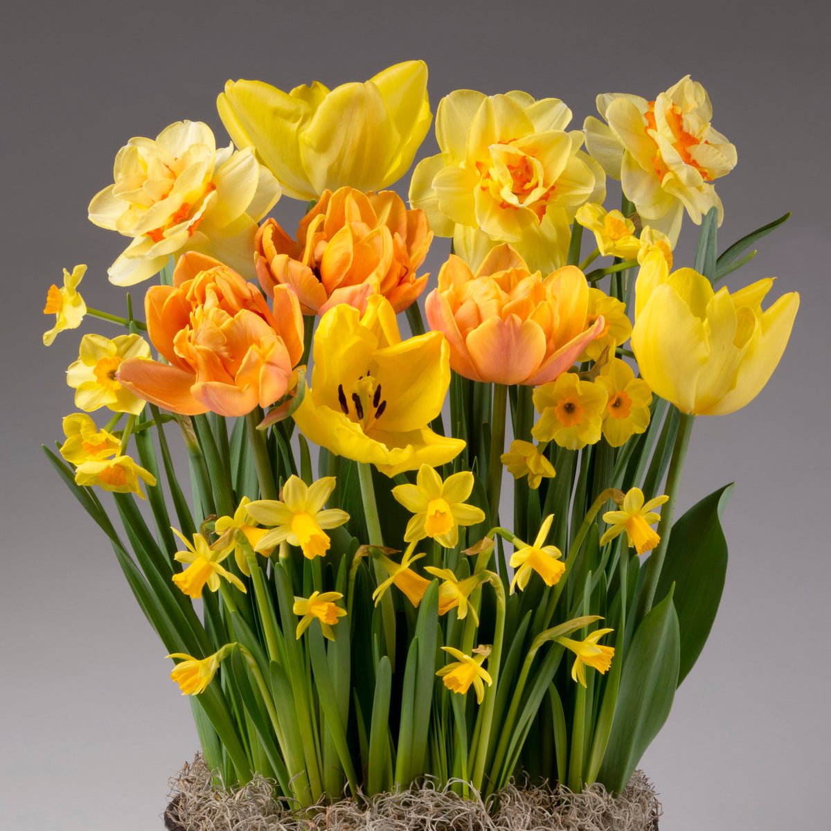 A cheerful Four Months of Color Story Gardens display featuring vibrant yellow and orange tulips and daffodils with lush green leaves, set against a plain gray background for a bright springtime arrangement.