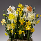 Inspired by Four Months of Potted Bulbs, this bouquet features daffodils and narcissus in yellow, white, and orange with green stems and leaves, all set against a neutral gray background.