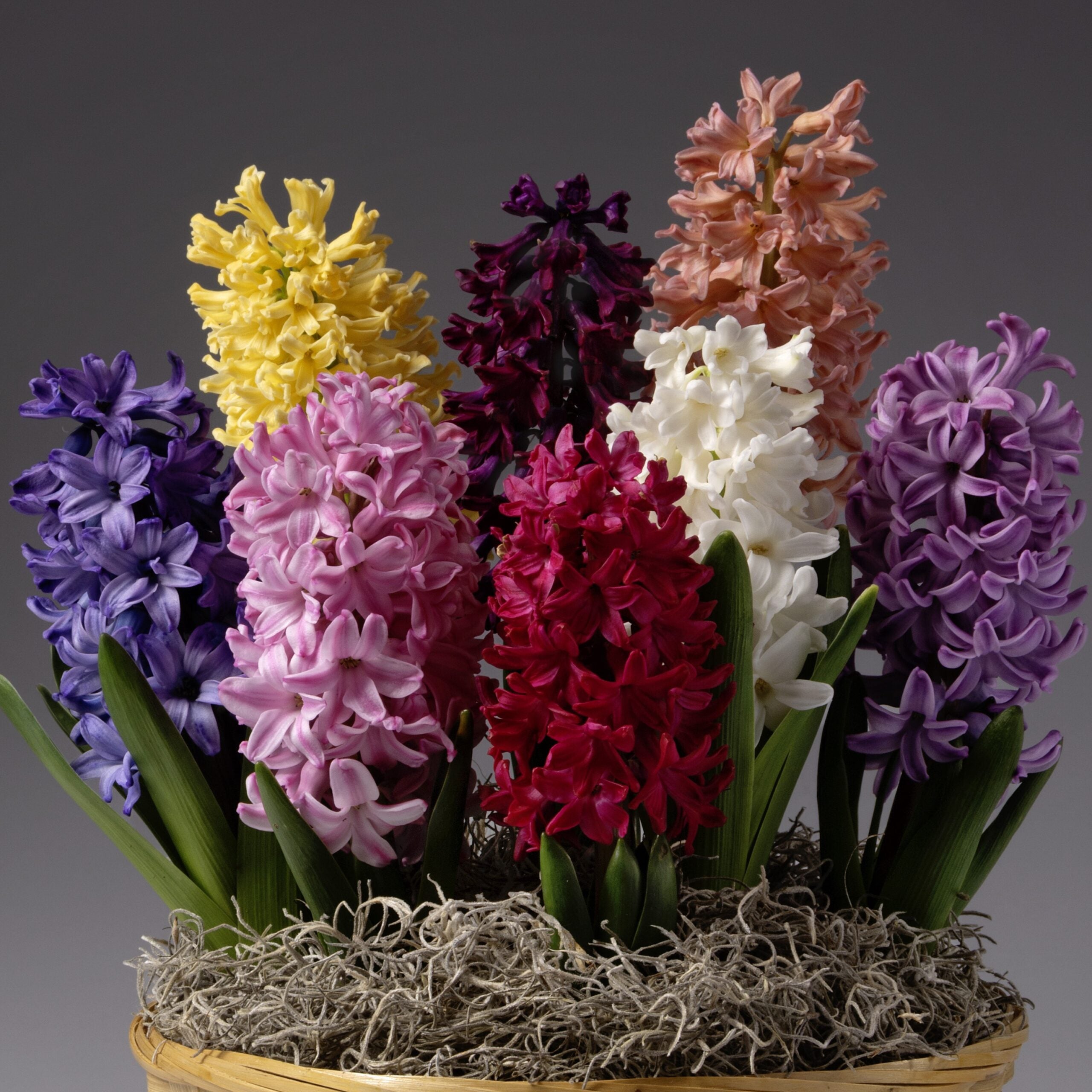 The Four Months of Potted Bulbs features a basket brimming with colorful hyacinth blooms—pink, red, white, yellow, purple, and peach—accented by green leaves and moss against a simple gray backdrop.