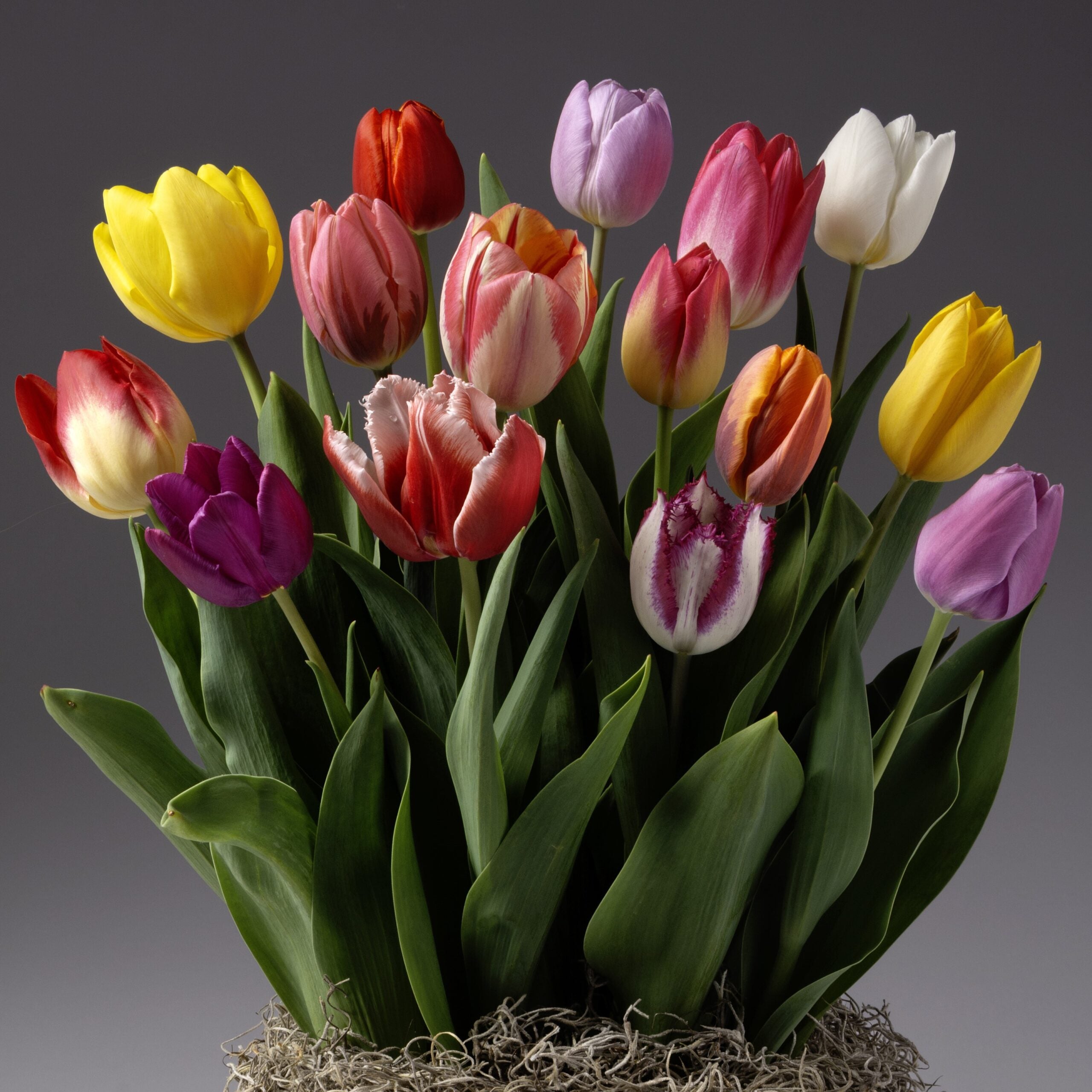 Inspired by Four Months of Potted Bulbs, this bouquet displays vibrant yellow, red, pink, white, purple, and orange tulips with green leaves, beautifully arranged against a plain gray backdrop.