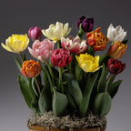 Four Months of Potted Bulbs brings colorful tulips—yellow, pink, red, orange, white, and purple—in a basket with green leaves and moss to your home, adding vibrant beauty against a neutral background.