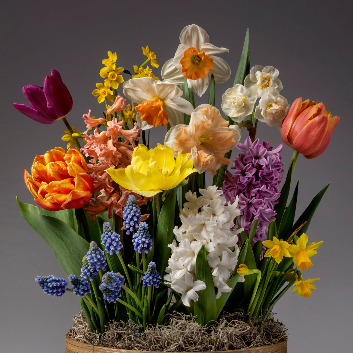 Enjoy the Four Months of Wild Spring Meadows Gardens, showcasing tulips, daffodils, hyacinths, grape hyacinths, and narcissus in a wooden container with moss against a neutral gray backdrop.