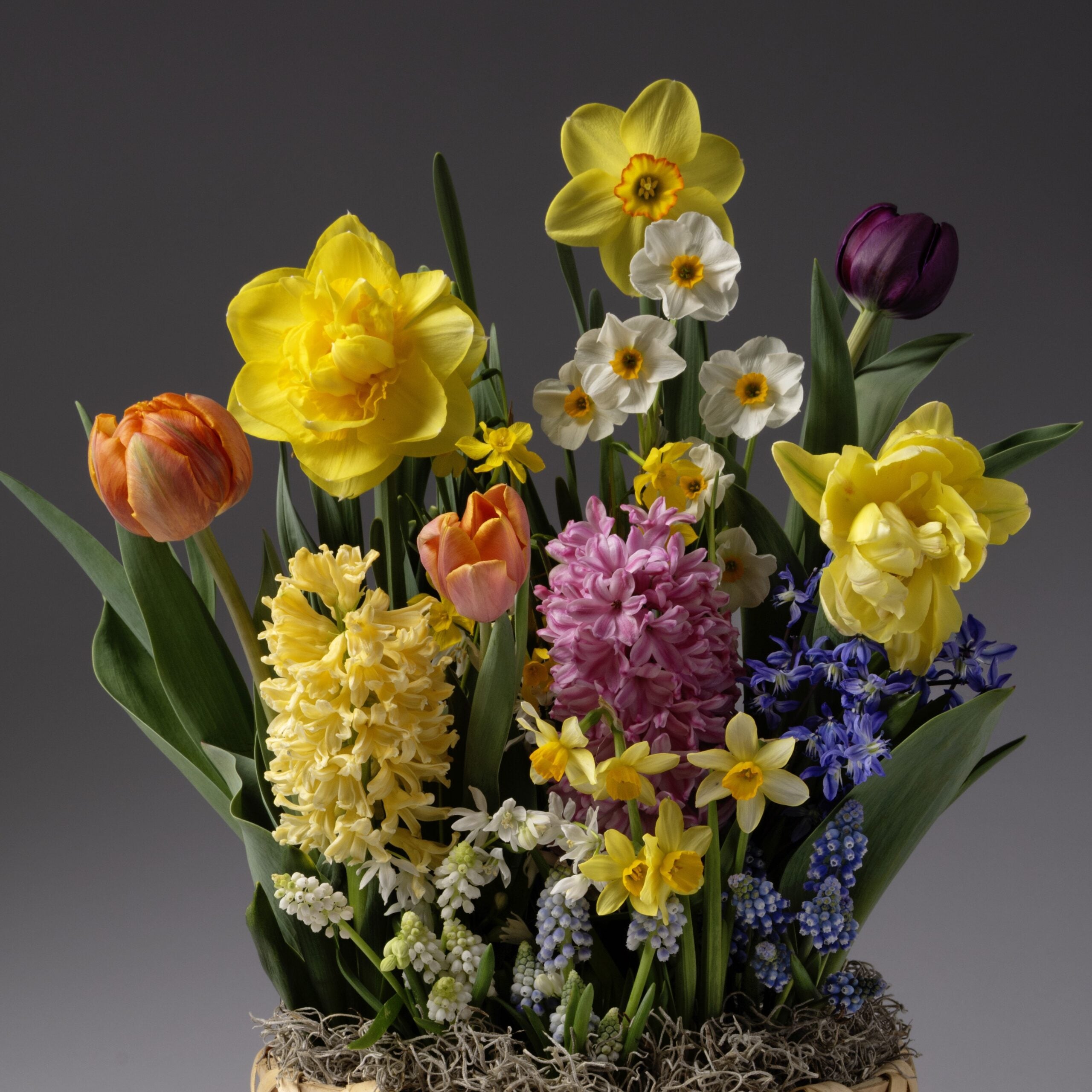 The Four Months of Wild Spring Meadows Gardens features a lively mix of yellow daffodils, narcissus, pink and peach tulips, purple hyacinths, and blue grape hyacinths against a muted gray backdrop.