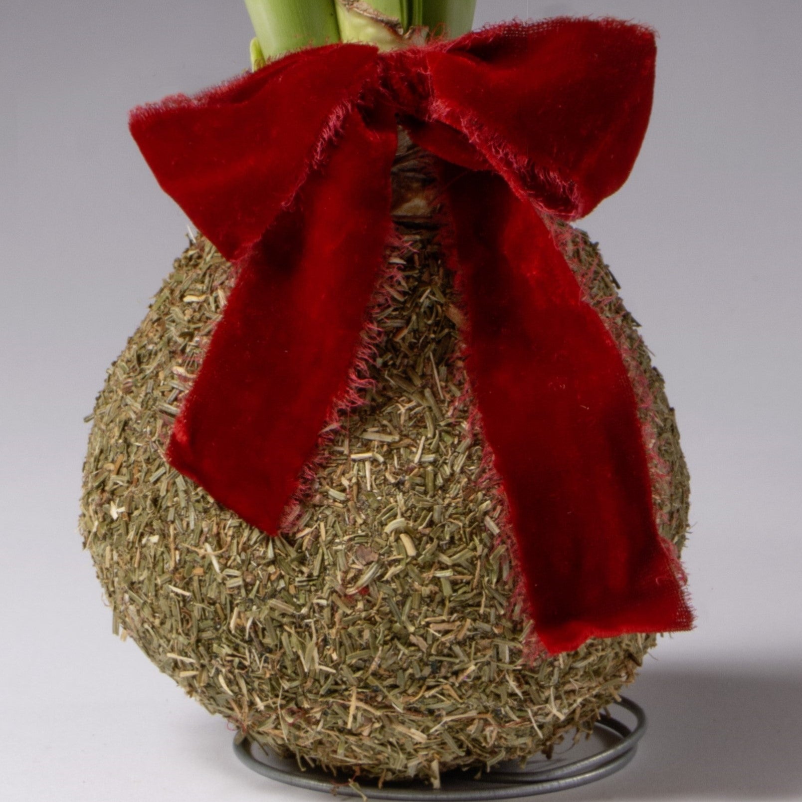 Bulb & Blossom's Balsam Covered Amaryllis bulb is coated in wax and fragrant dried balsam, needing no soil or water to produce large red blooms. Includes an embedded stand and a red velvet bow.
