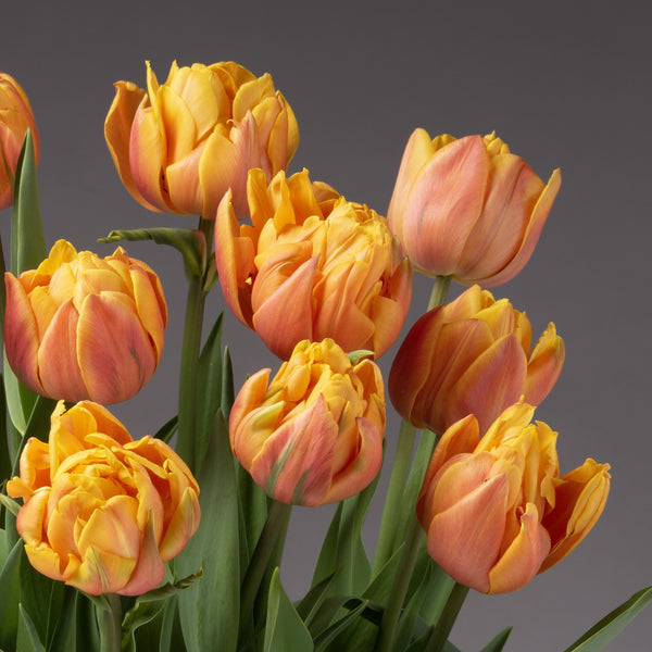 A close-up of vibrant orange and yellow Freeman Potted Tulips with green leaves, beautifully arranged as a bulb garden, set against a plain gray background.