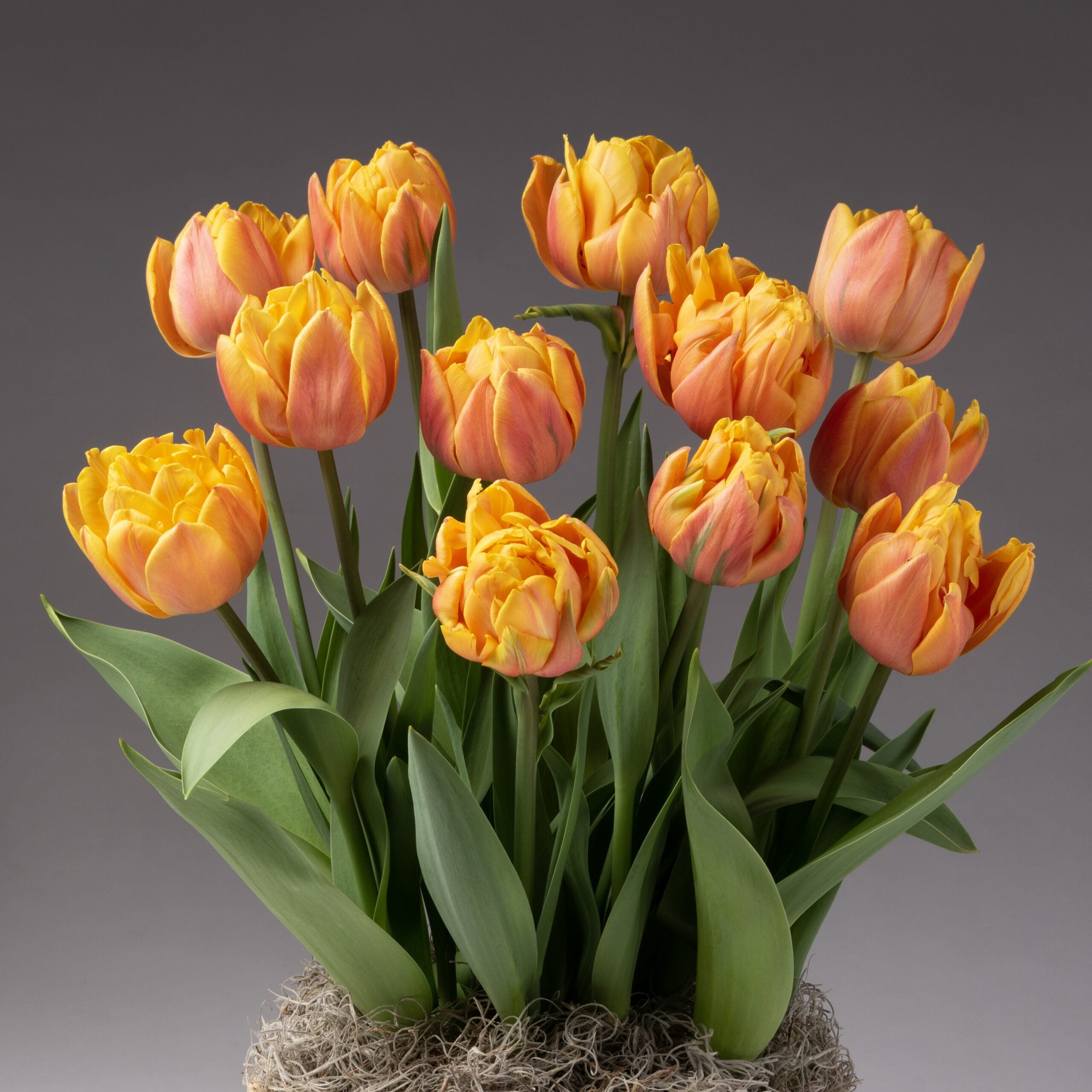 The Freeman Potted Tulips display bright orange and yellow blooms with green leaves, emerging from mossy soil in a charming pot, set against a plain gray background.