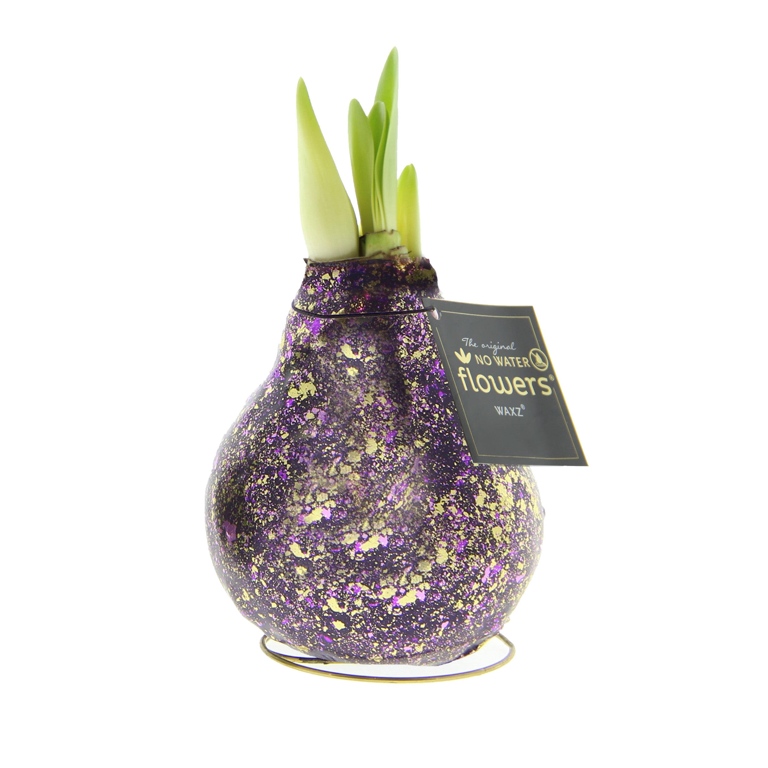 The purple and gold glitter amaryllis bulb from Bulb & Blossom's Galaxy Sparkle Waxed Amaryllis Bulb Trio will produce large red blooms with no soil or water required. An embedded gold metal stand will hold the bulb upright.
