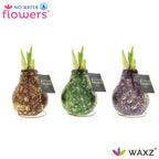 The Galaxy Sparkle Waxed Amaryllis Bulb Trio from Bulb & Blossom features three bulbs in shades of green, red, and purple with cosmic gold glitter. Bulbs will produce large red blooms with no soil or water required.