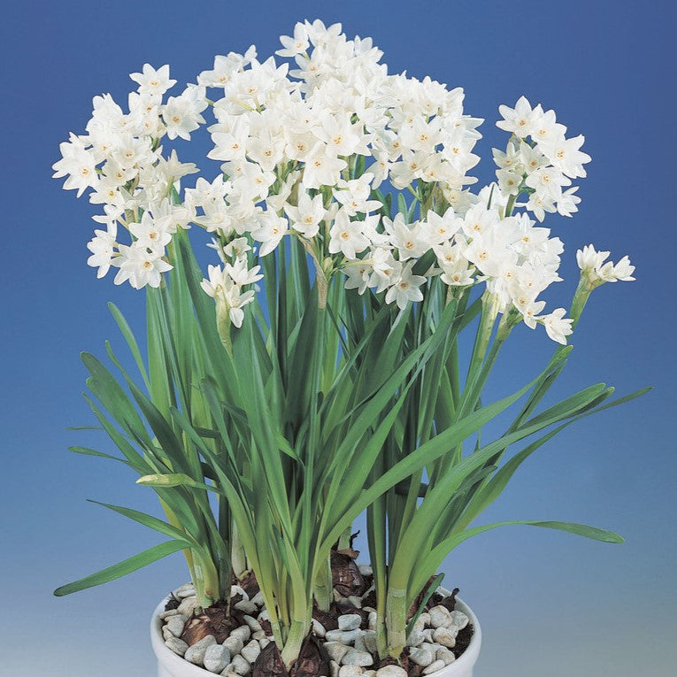 A potted Galilea Paperwhites - Bare Bulb 10 Pack displays clusters of small white flowers and long green leaves, set against a blue background, with rocks around the base of the plant.