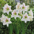 Geisha Dutch Amaryllis bulbs from Bulb & Blossom will produce multiple stems of large white single blooms with red streaked petals and apple green centers.