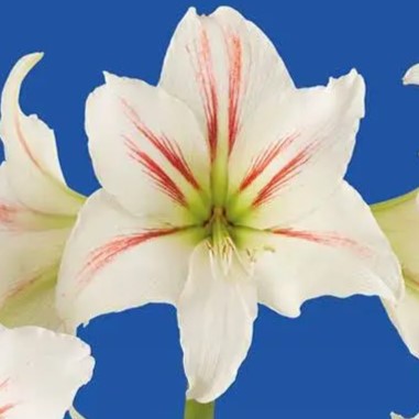 Geisha Dutch Amaryllis bulbs from Bulb & Blossom will produce multiple stems of large white star shaped blooms with red streaks radiating from their center.