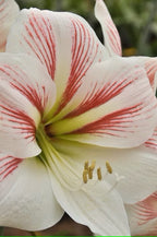 Geisha Dutch Amaryllis bulbs from Bulb & Blossom will produce multiple stems of large white blooms with vibrant red striped petals and a green center heart.