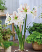 Geisha Dutch Amaryllis bulbs from Bulb & Blossom will produce multiple stems of large white single blooms with red streaks radiating from their center.