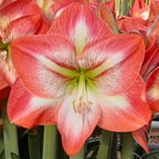 Giant Flame Dutch Amaryllis bulbs from Bulb & Blossom will produce multiple stems of exceptionally large single blooms in soft red with white and darker red striping radiating from the center.