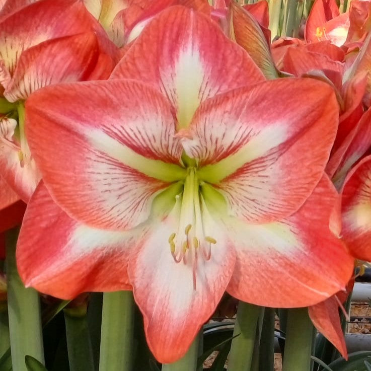 Giant Flame Dutch Amaryllis bulbs from Bulb & Blossom will produce multiple stems of exceptionally large single blooms in soft red with white and darker red striping radiating from the center.