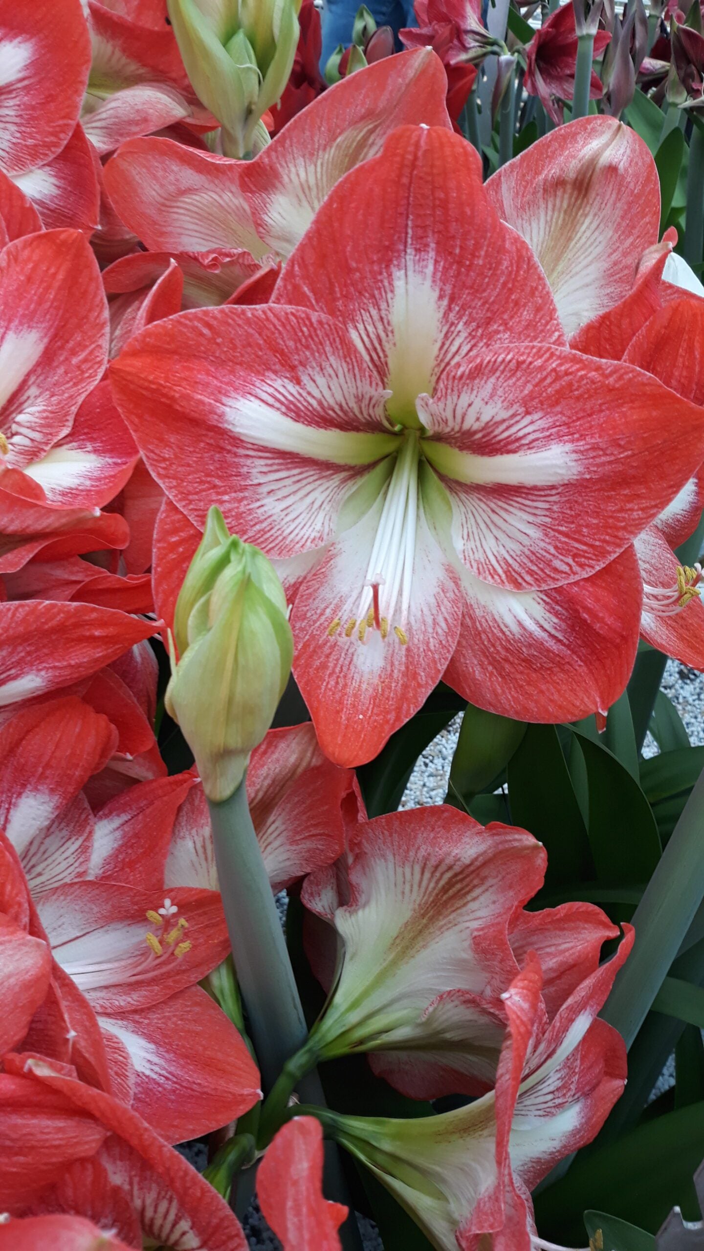 Giant Flame Dutch Amaryllis bulbs from Bulb & Blossom will produce multiple stems of exceptionally large single blooms in soft red with white and darker red striping radiating from the center.