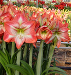 Giant Flame Dutch Amaryllis bulbs from Bulb & Blossom will produce multiple stems of exceptionally large single blooms in soft red with white and darker red striping radiating from the center.