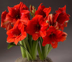 A vibrant bouquet of Gold Medal Amaryllis - Bare Bulb flowers features large, trumpet-shaped blossoms with yellow stamens, set against a dark background. The green stems and leaves are partially visible, and the base of the bouquet is surrounded by a mossy material.