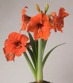 A vibrant red Gold Medal Amaryllis - Bare Bulb in bloom against a plain background, featuring multiple trumpet-shaped flowers on tall, green stems with long, slender leaves at the base. The petals have a slightly ruffled texture and delicate white stamens.