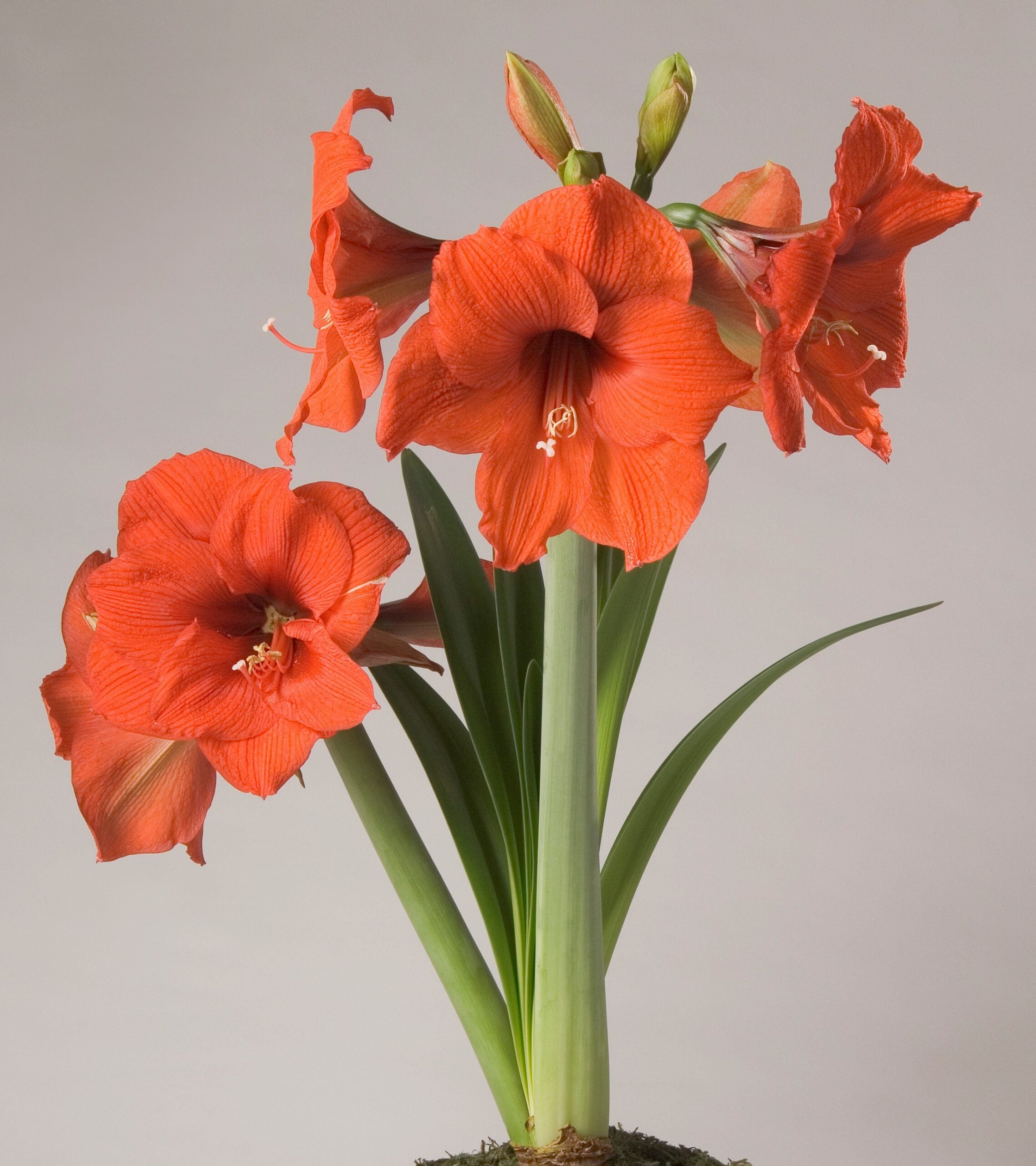 A vibrant red Gold Medal Amaryllis - Bare Bulb in bloom against a plain background, featuring multiple trumpet-shaped flowers on tall, green stems with long, slender leaves at the base. The petals have a slightly ruffled texture and delicate white stamens.