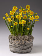 Golden Dawn Potted Daffodils