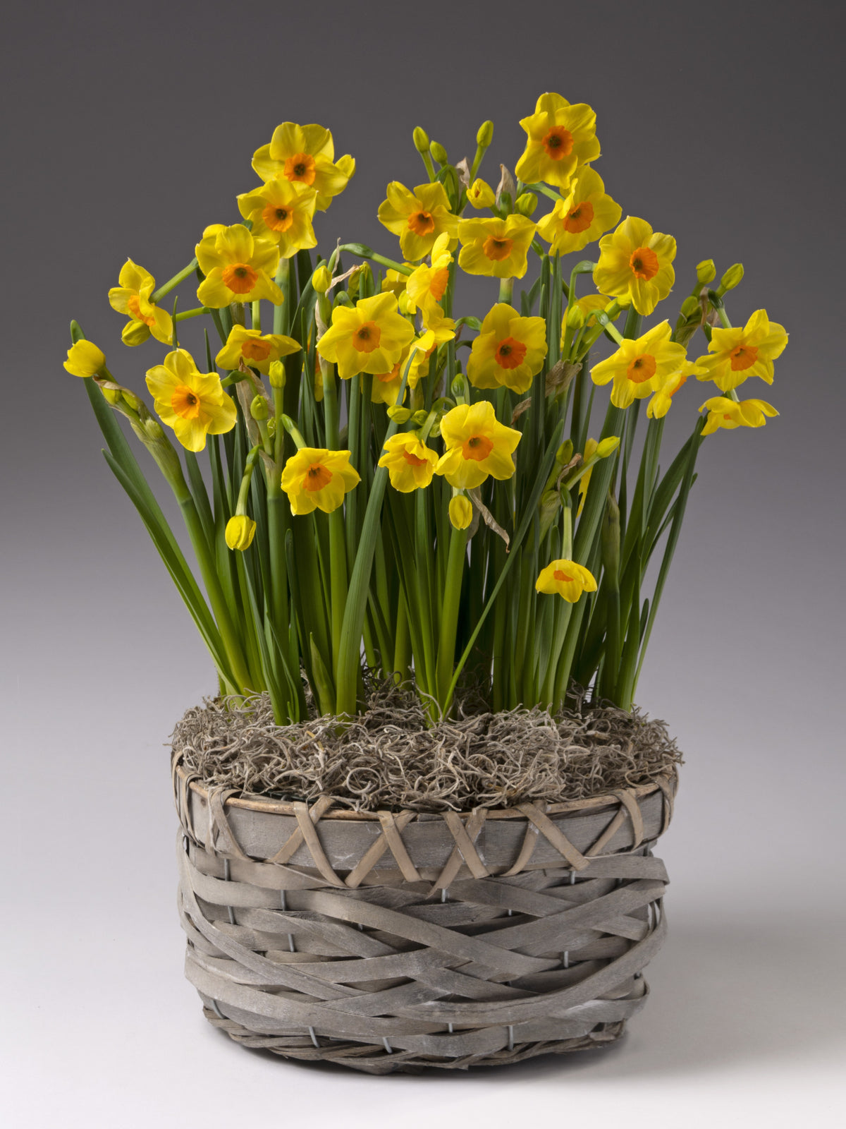 Golden Dawn Potted Daffodils