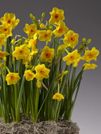 Golden Dawn Potted Daffodils