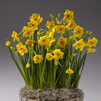 Four Months of Daffodils