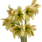 A cluster of Graffiti Amaryllis flowers, showcasing pale yellow-green petals adorned with delicate red streaks, features large, trumpet-shaped blooms arranged on tall, thick green stems against a plain white background.