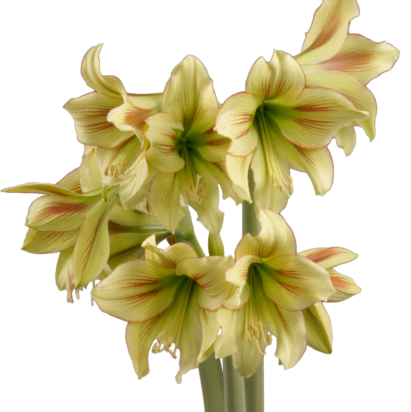 A cluster of Graffiti Amaryllis flowers, showcasing pale yellow-green petals adorned with delicate red streaks, features large, trumpet-shaped blooms arranged on tall, thick green stems against a plain white background.