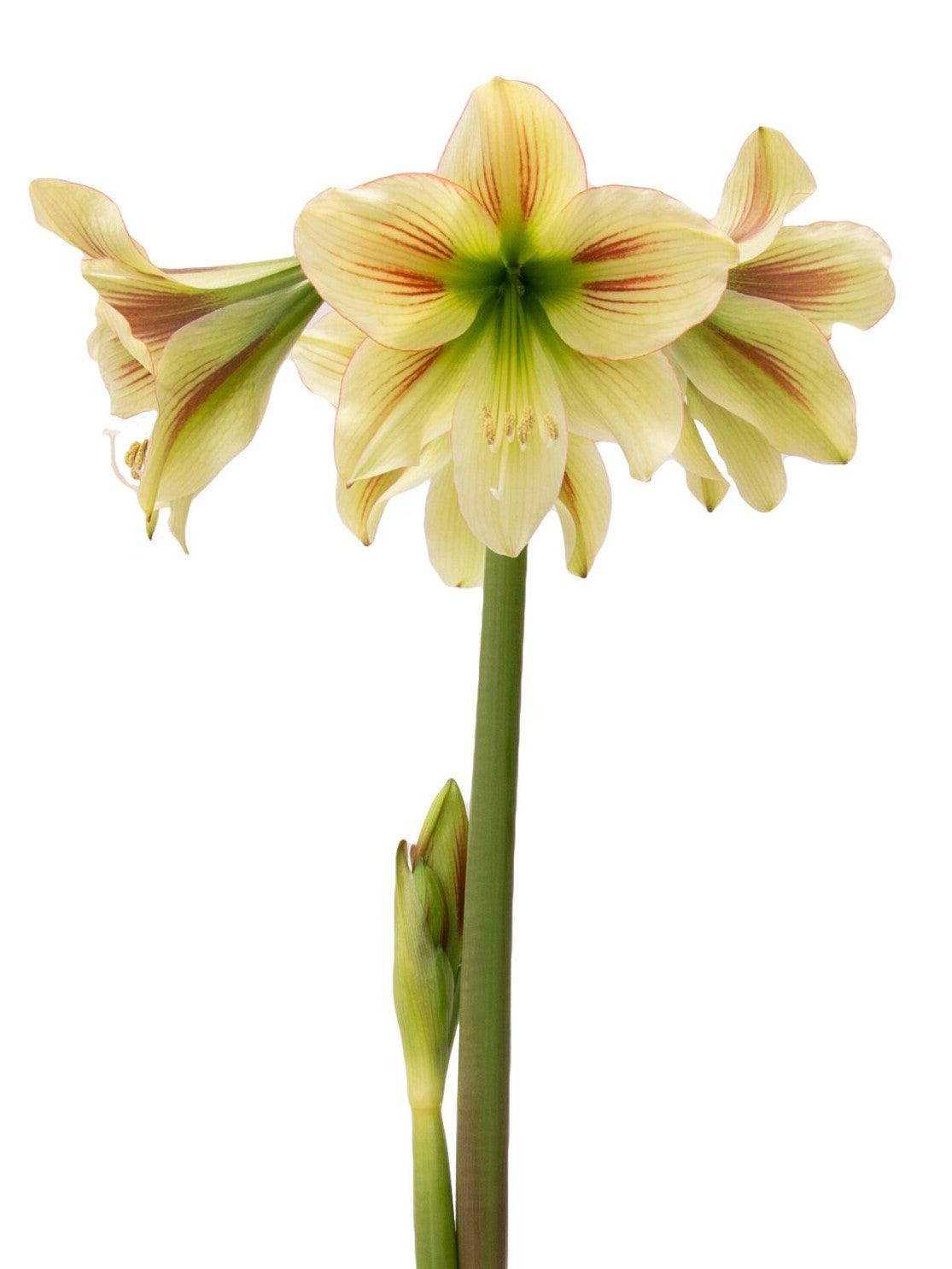 A close-up of a blooming Graffiti Amaryllis - Bare Bulb flower with pale yellow petals, each petal accented by subtle red lines. The flower is set against a white background, showcasing its delicate details. A couple of buds are seen on the same stem.