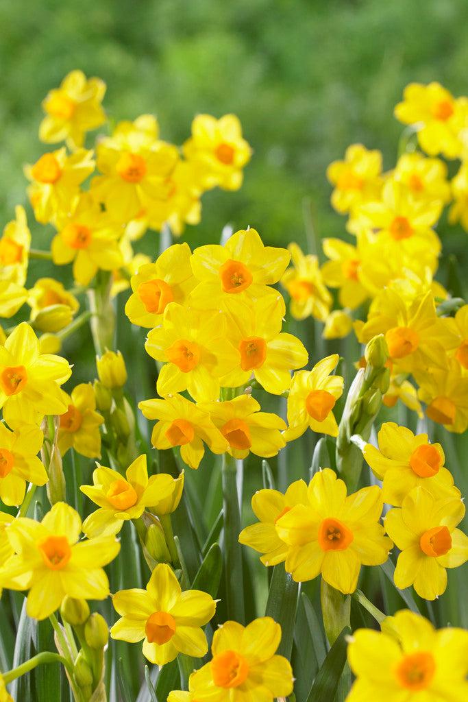 A cluster of Grand Soleil d'Or Paperwhites from the Bare Bulb 10 Pack blooms, their bright yellow petals and orange centers standing out among lush green leaves and a softly blurred garden backdrop.