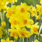 A cluster of Grand Soleil d'Or Paperwhites from the Bare Bulb 10 Pack, with bright yellow petals and orange centers, blooms outdoors among green stems and softly blurred foliage.