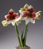 A close-up of two blooming Grandise Fantasy Amaryllis flowers, showcasing their striking red and white petals. The flowers are supported by tall green stems emerging from a pot with moss, set against a gradient gray background.