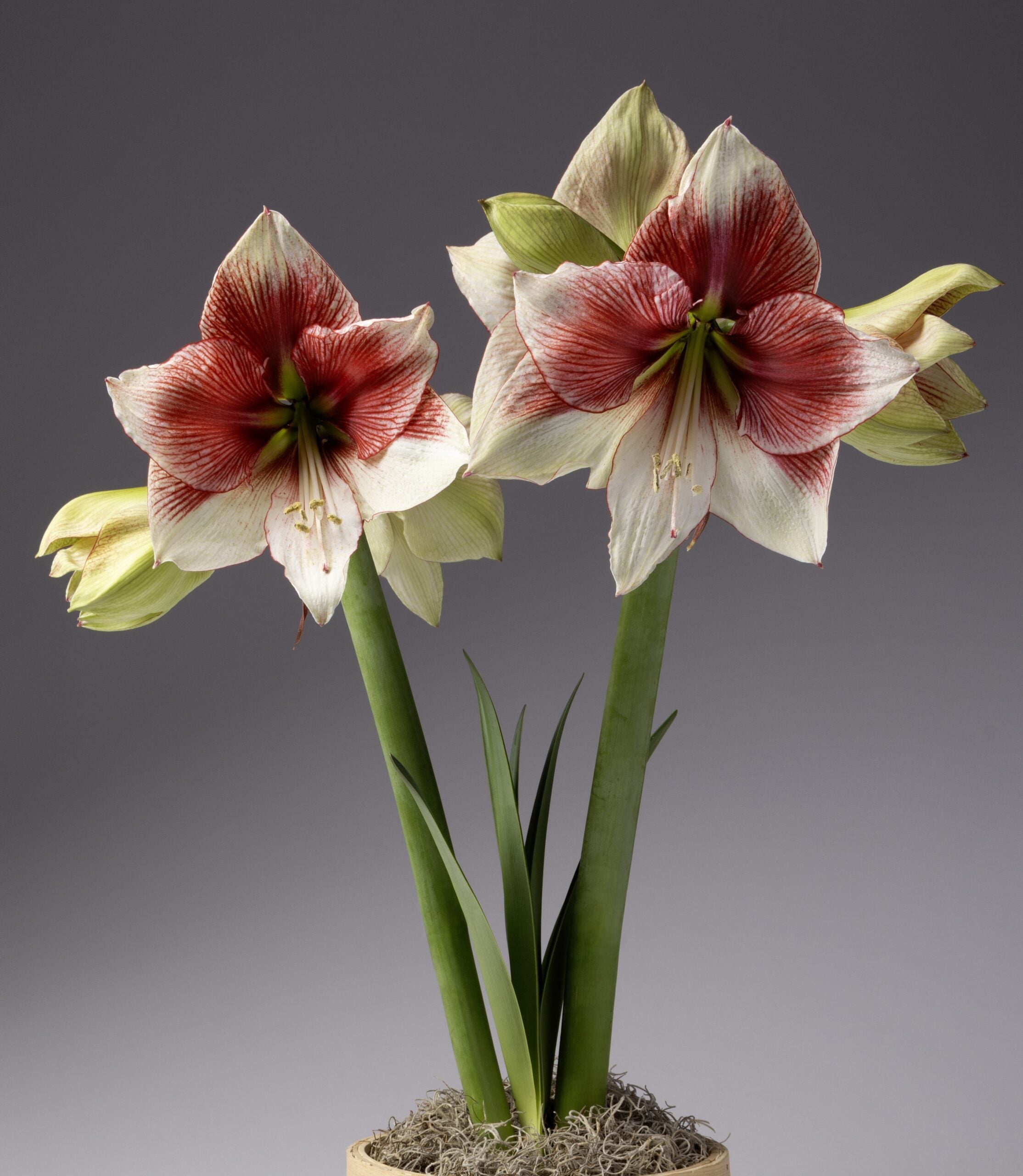 A close-up of two blooming Grandise Fantasy Amaryllis flowers, showcasing their striking red and white petals. The flowers are supported by tall green stems emerging from a pot with moss, set against a gradient gray background.
