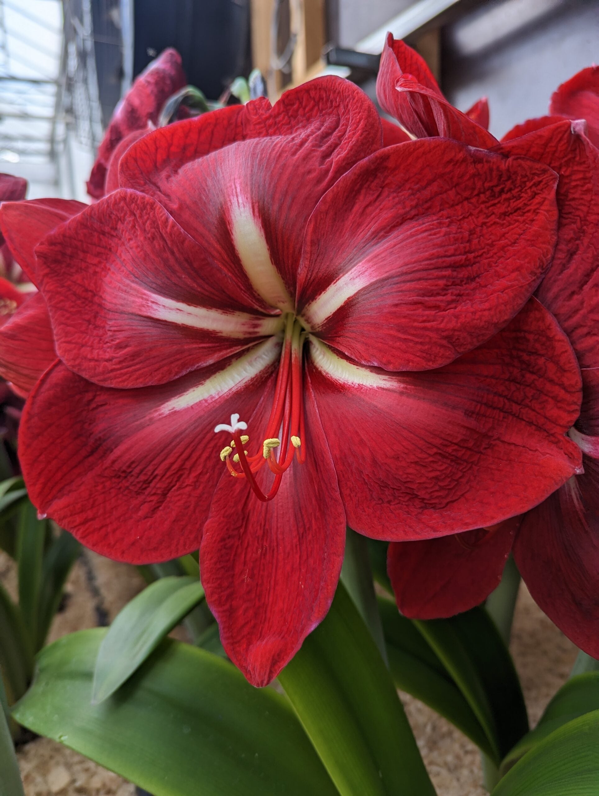A close-up of a radiant Happy Grandise Amaryllis flower in full bloom, showcasing the intricate vein patterns on its vibrant red petals and a white center. The background is softly blurred, featuring additional Happy Grandise Amaryllis flowers and lush green leaves.
