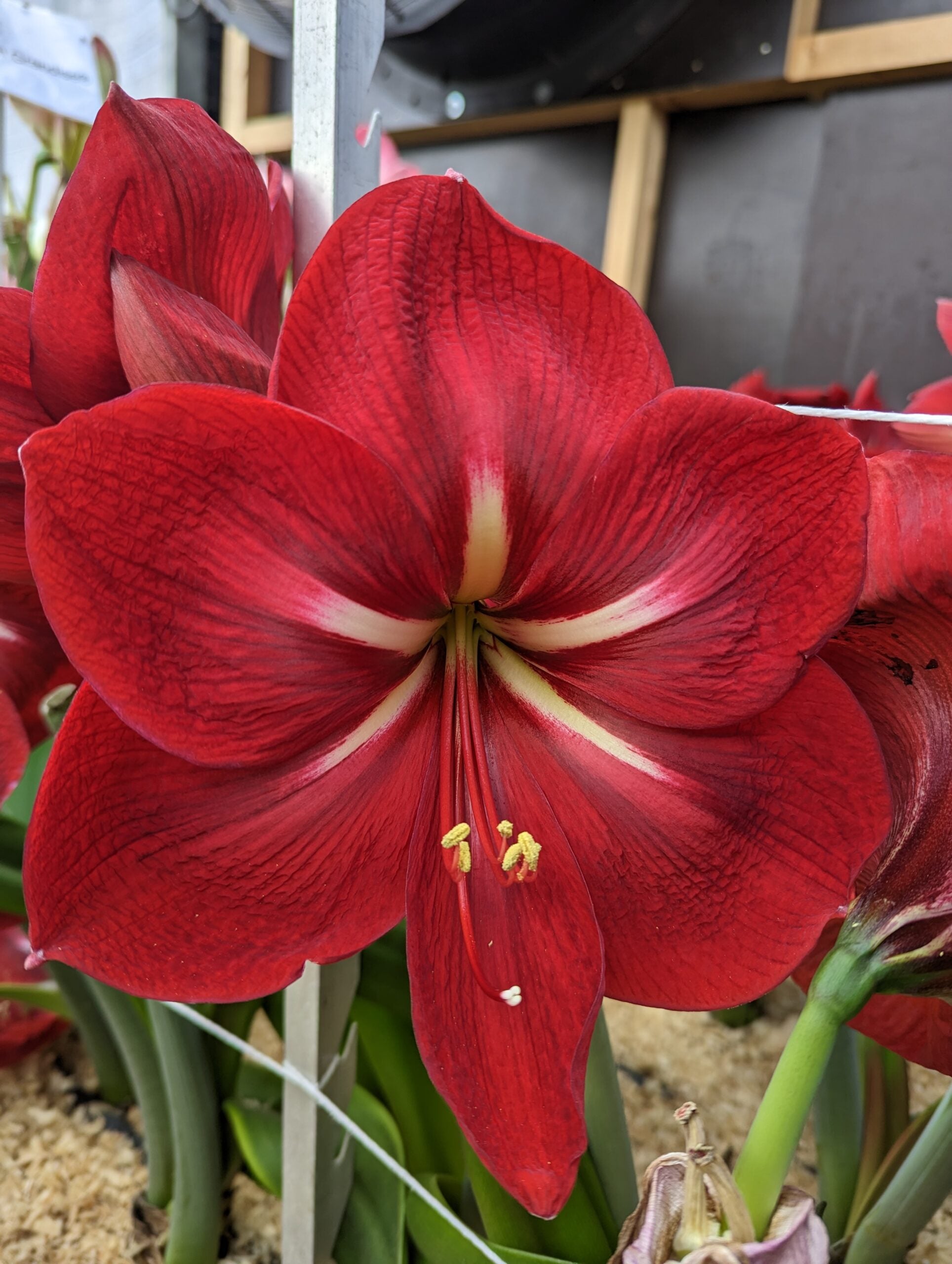 A close-up of a vibrant red Happy Grandise Amaryllis flower in full bloom, showcasing its large petal structure with delicate white and yellow accents near the center. The background includes other flowers and green leaves, evoking a happy ambiance, and the image is taken indoors.