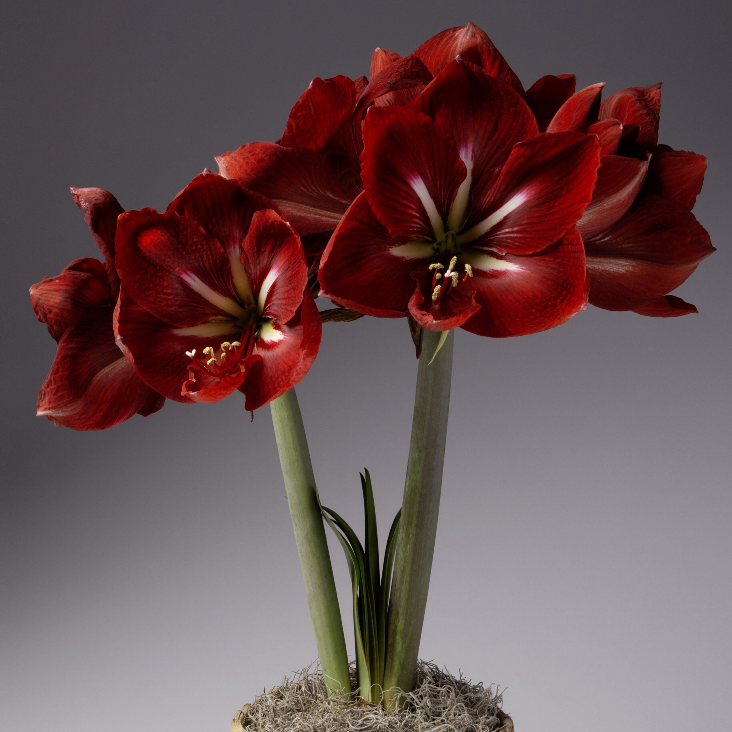 A cluster of vibrant Happy Grandise Amaryllis flowers, flaunting large, open blooms with green stamens atop tall, sturdy green stems. The cheerful flowers are set against a plain gray background and emerge gracefully from a base of light brown moss.