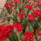 Happy Nymph Dutch Amaryllis bulbs from Bulb & Blossom will produce multiple stems of large red upward facing double blooms with white striping at their center.