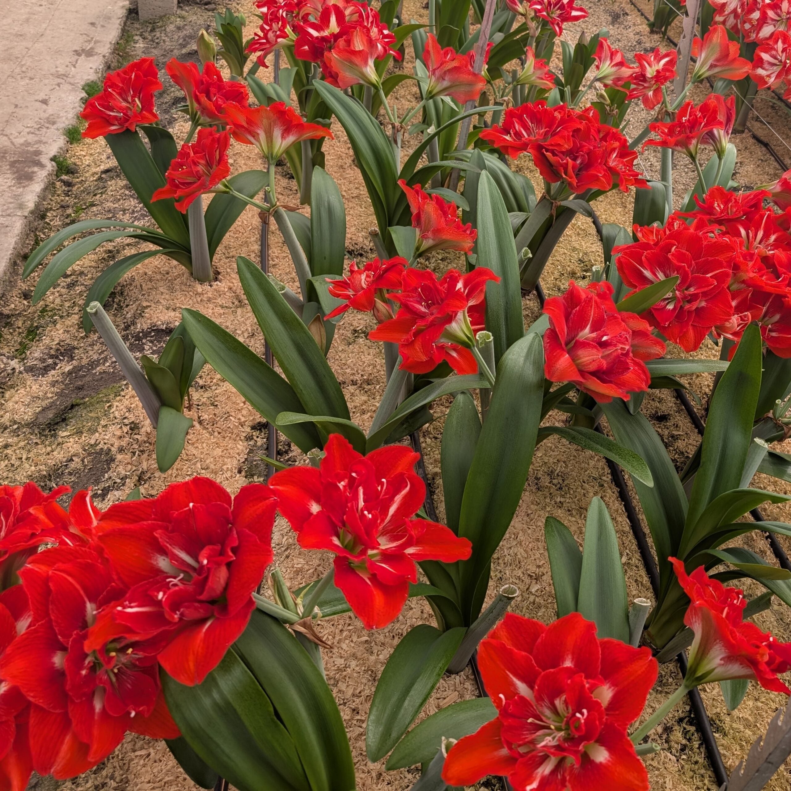 Happy Nymph Dutch Amaryllis bulbs from Bulb & Blossom will produce multiple stems of large red upward facing double blooms with white striping at their center.