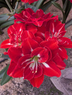 Happy Nymph Dutch Amaryllis bulbs from Bulb & Blossom will produce multiple stems of large bright red double blooms with white streaks at their center.