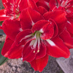 Happy Nymph Dutch Amaryllis bulbs from Bulb & Blossom will produce multiple stems of large red double blooms with white striping at their center.