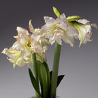 Bulb & Blossom's Harlequin amaryllis is a double blooming variety with medium sized creamy white ruffled flowers with a dark pink picotee edge.