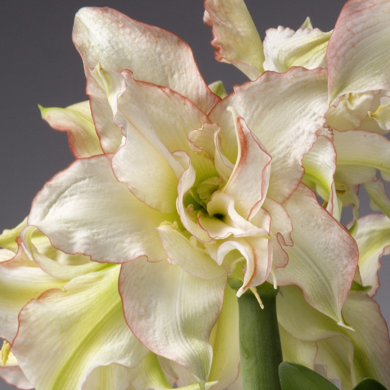Harlequin amaryllis from Bulb & Blossom is a petite double blooming variety with creamy white ruffled petals edged in the most delicate red picotee.
