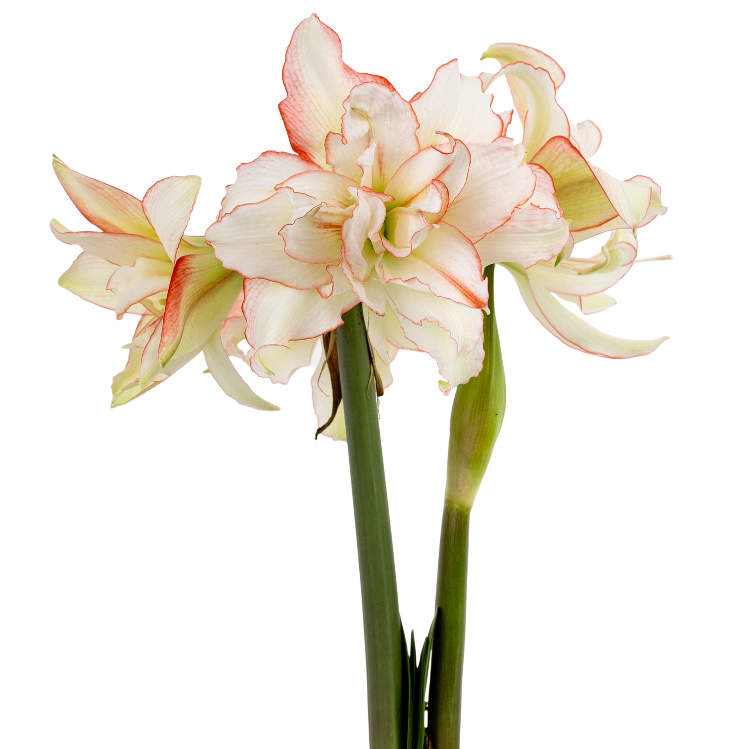 Harlequin amaryllis from Bulb & Blossom is a double blooming variety with medium sized creamy white flowers with a delicate dark pink picotee edge.