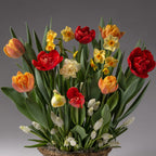 The Hot Tamale Mixed Bulb Garden brims with vibrant spring flowers—red and orange tulips, yellow and white daffodils, and white grape hyacinths—presented in a woven basket against a gray background.