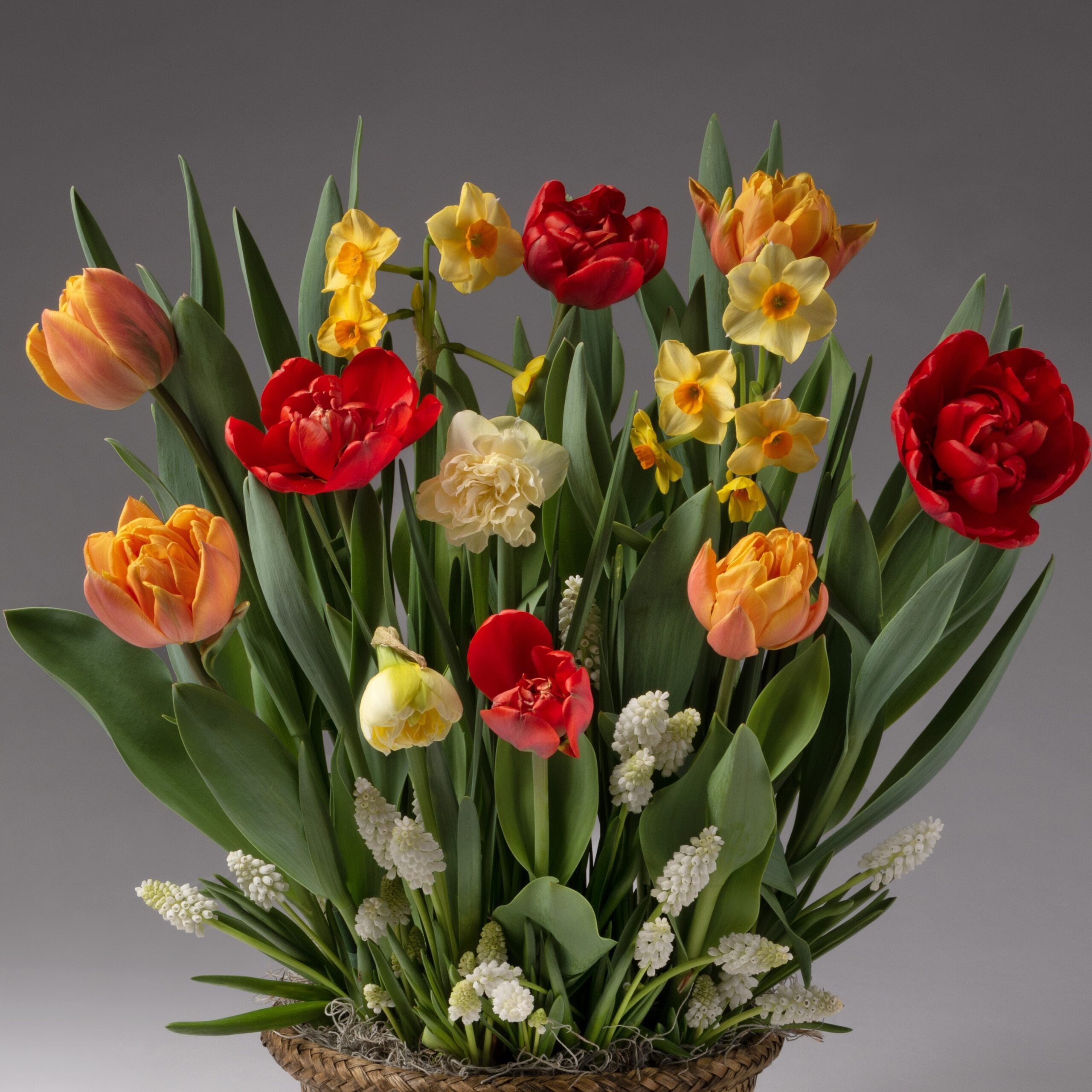 The Hot Tamale Mixed Bulb Garden brims with vibrant spring flowers—red and orange tulips, yellow and white daffodils, and white grape hyacinths—presented in a woven basket against a gray background.