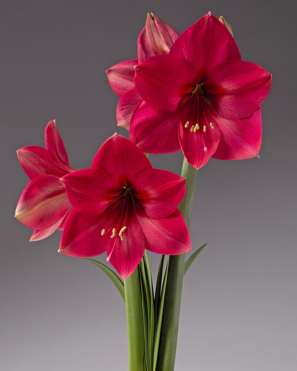 Three blooming deep magenta amaryllis with green stems and leaves, photographed against a smooth gray studio background.