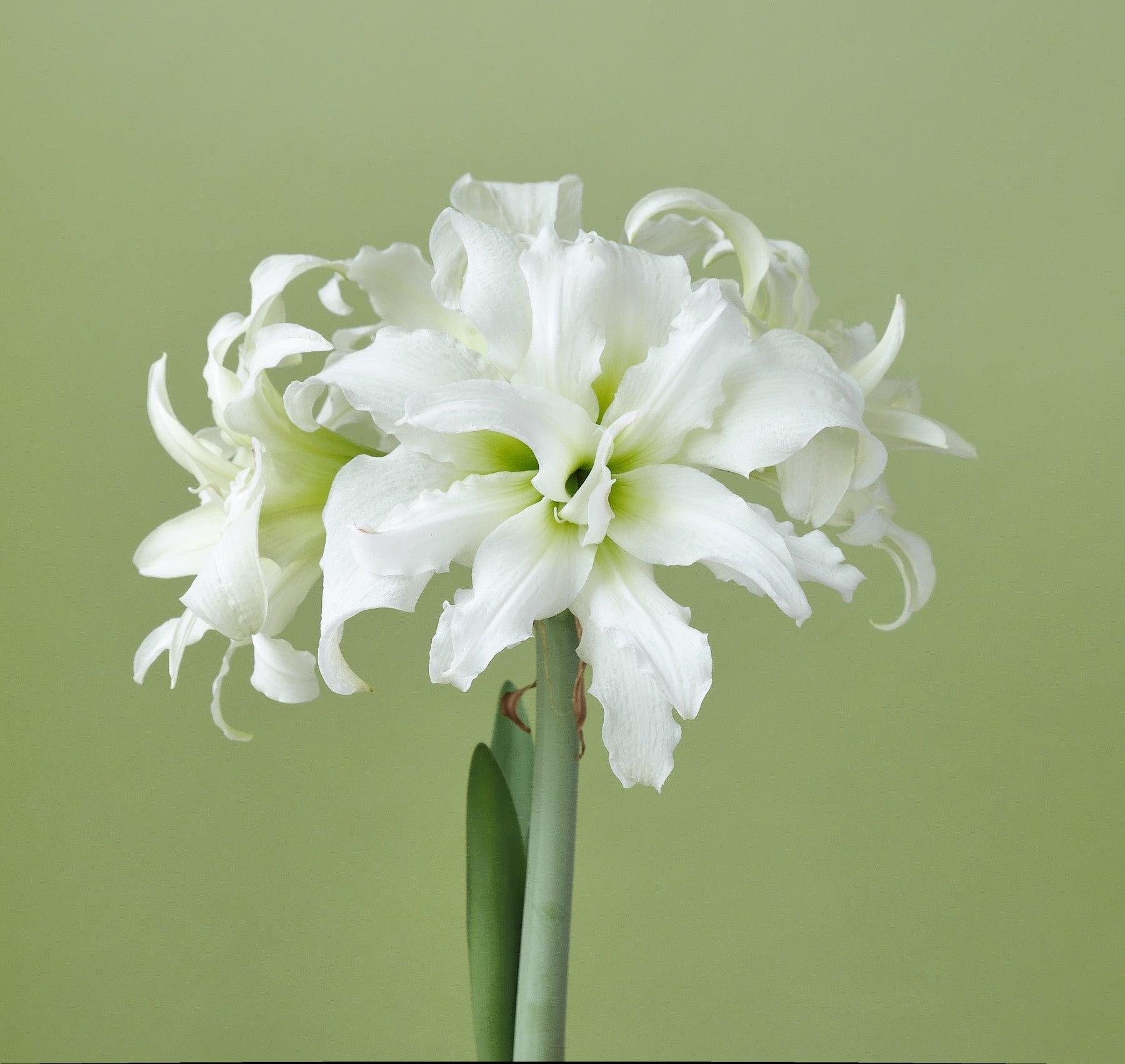 Large blooming Ice Queen Dutch amaryllis has white blooms with ruffled curling petals.